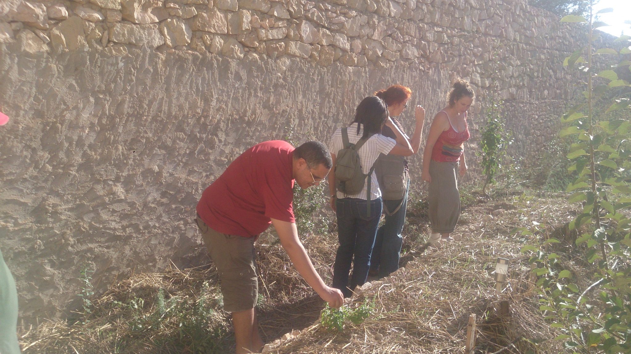 Activité pratique au jardin stage de permaculture Tunisie Activité pratique au jardin stage de permaculture Tunisie