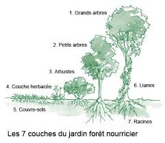 Forêt nourricière food forest tunisie