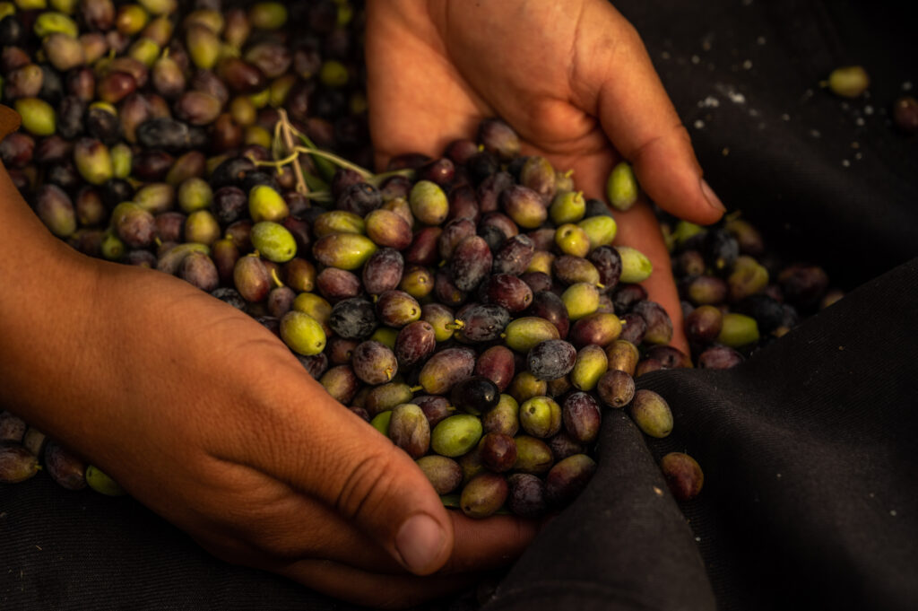 Olives fraîchement récoltées tenues dans les mains, pour l'huile d'olive de la ferme