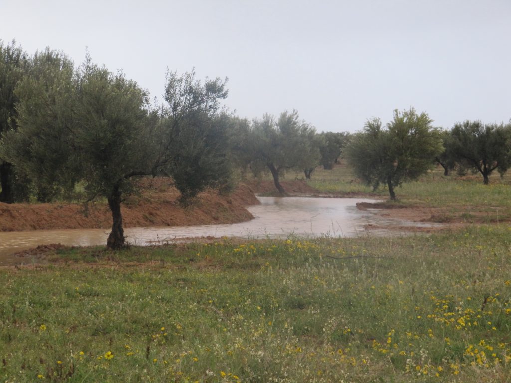 Swales en action, janvier 2015 à L'ombre du palmier centre de permaculture en Tunisie