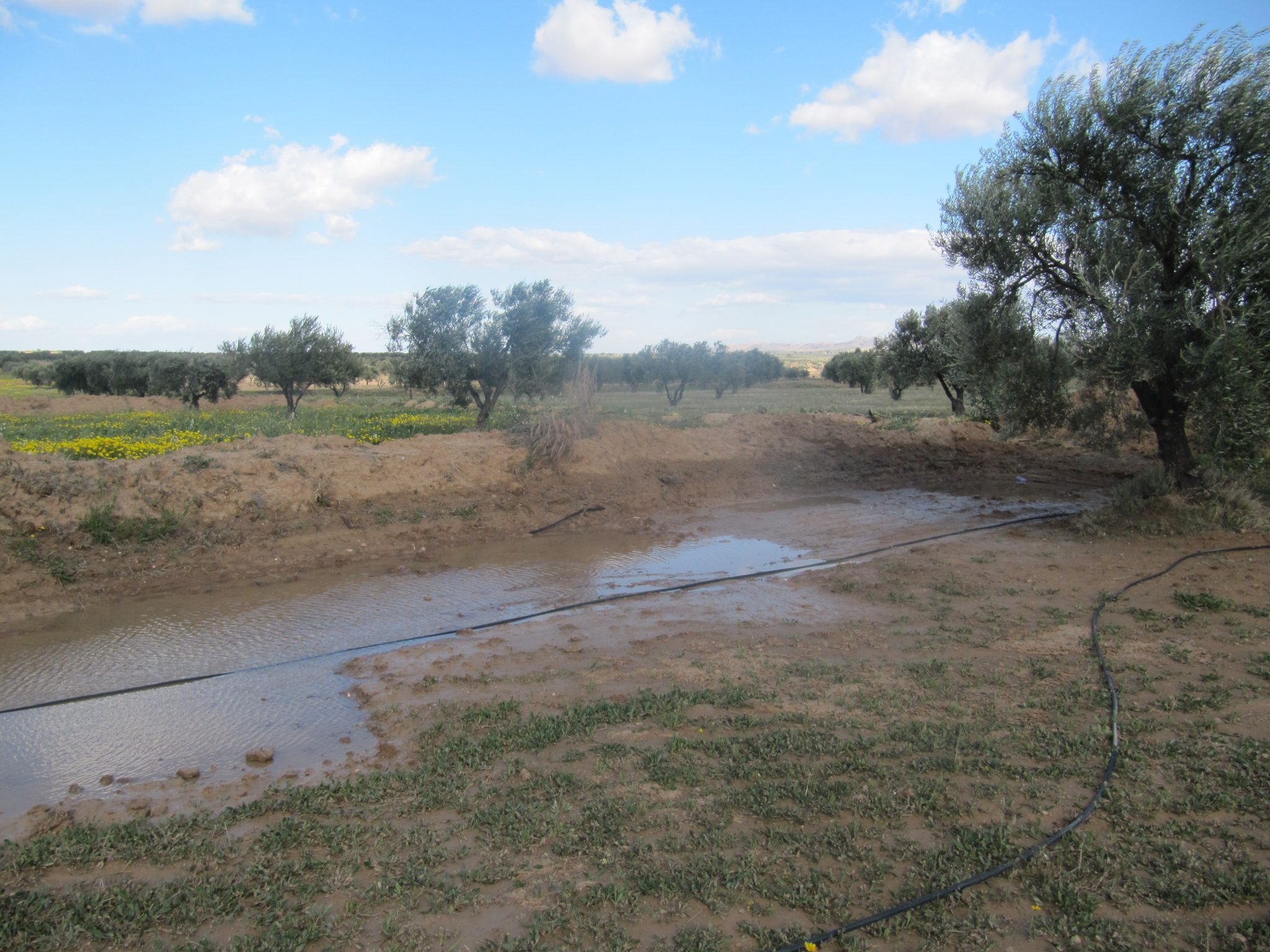 swales remplies à L'ombre du palmier, permaculture en Tunisie