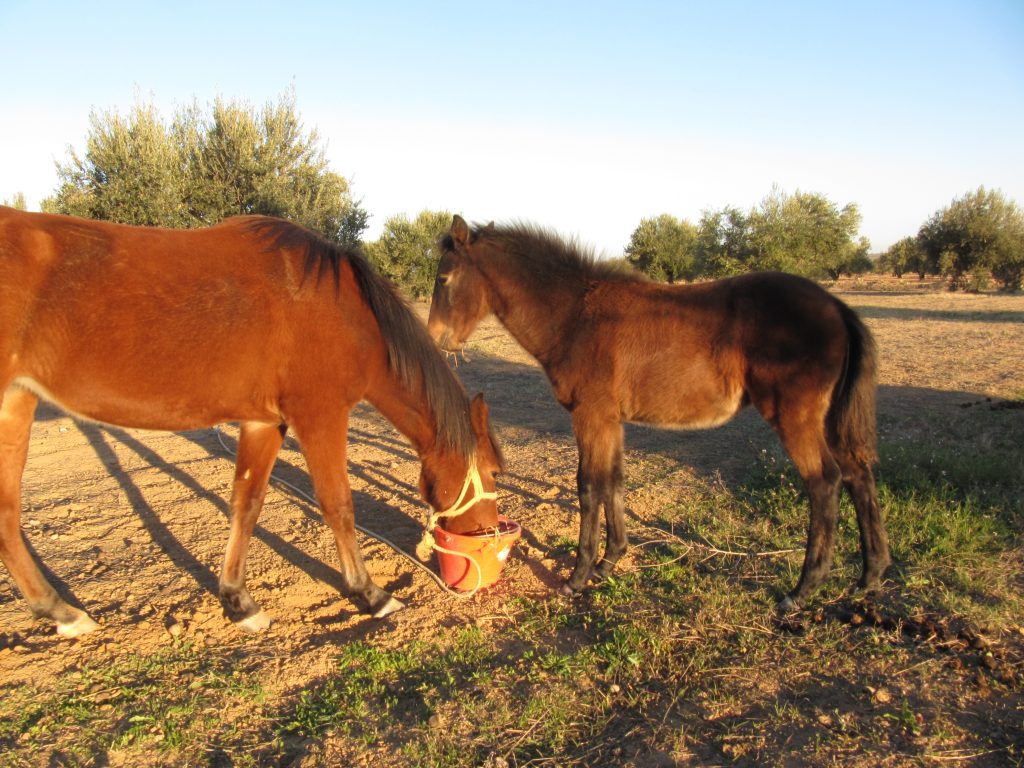 Nos chevaux, L'ombre du palmier, centre de permaculture en Tunisie