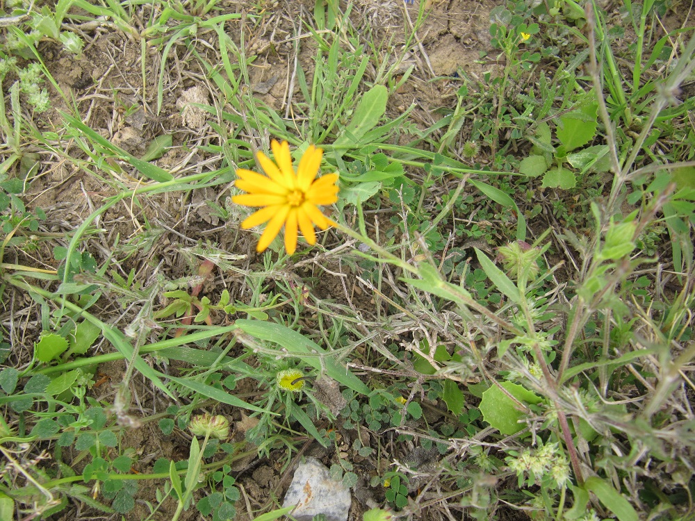 calendula arvensis Souci des champs, plante bioindicatrice