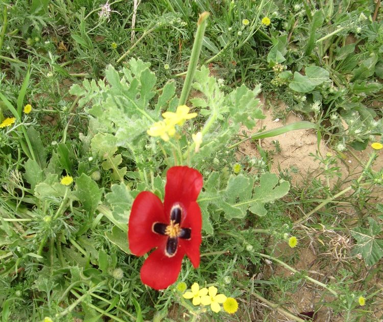 papaver rhoeas