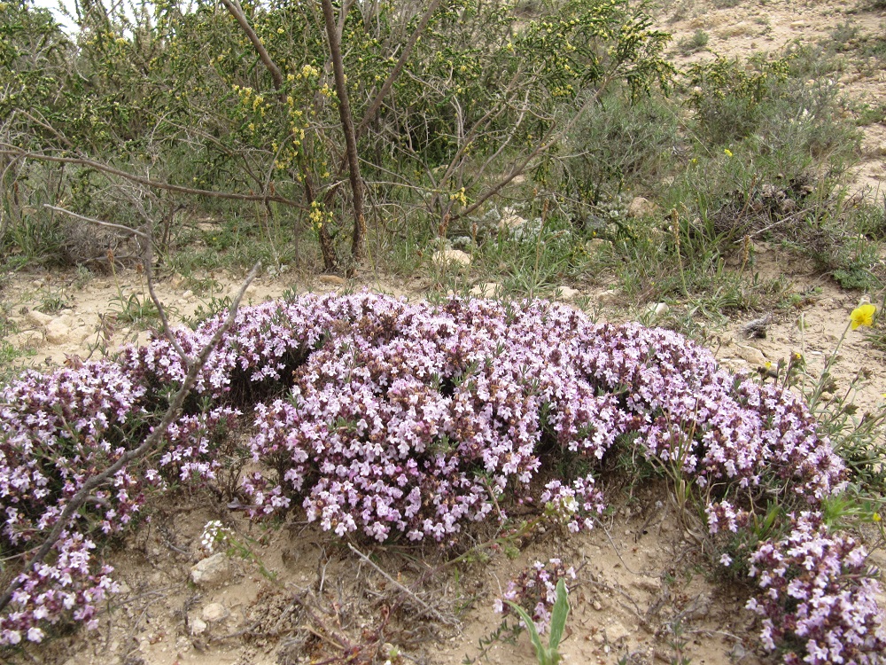 thymus flore des steppes tunisie