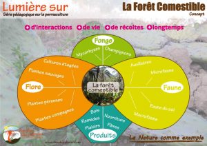 Affiche permaculture foret comestible