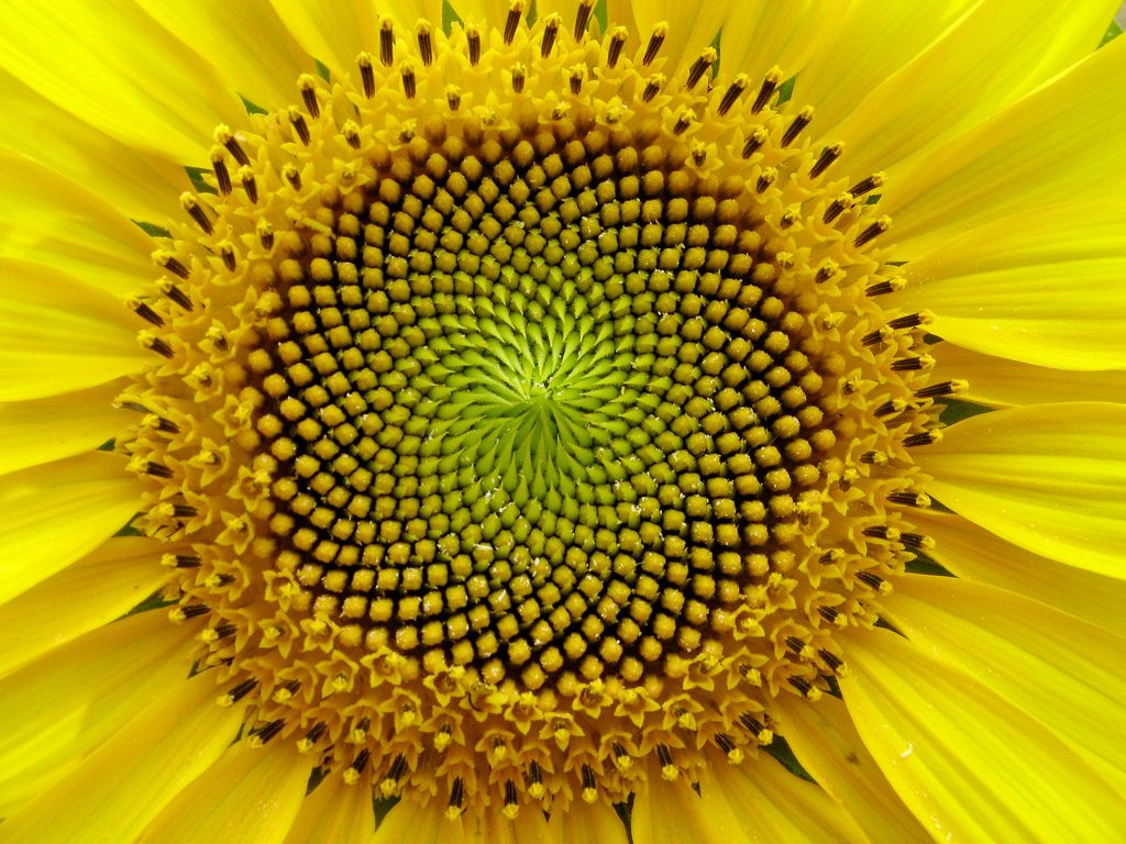 Tournesol permaculture patterns