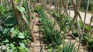 Association de cultures sans produits chimiques