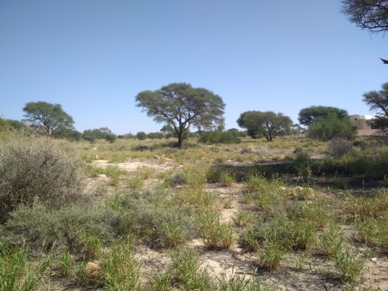 acacia tortillis Bouhedma reboisement permaculture
