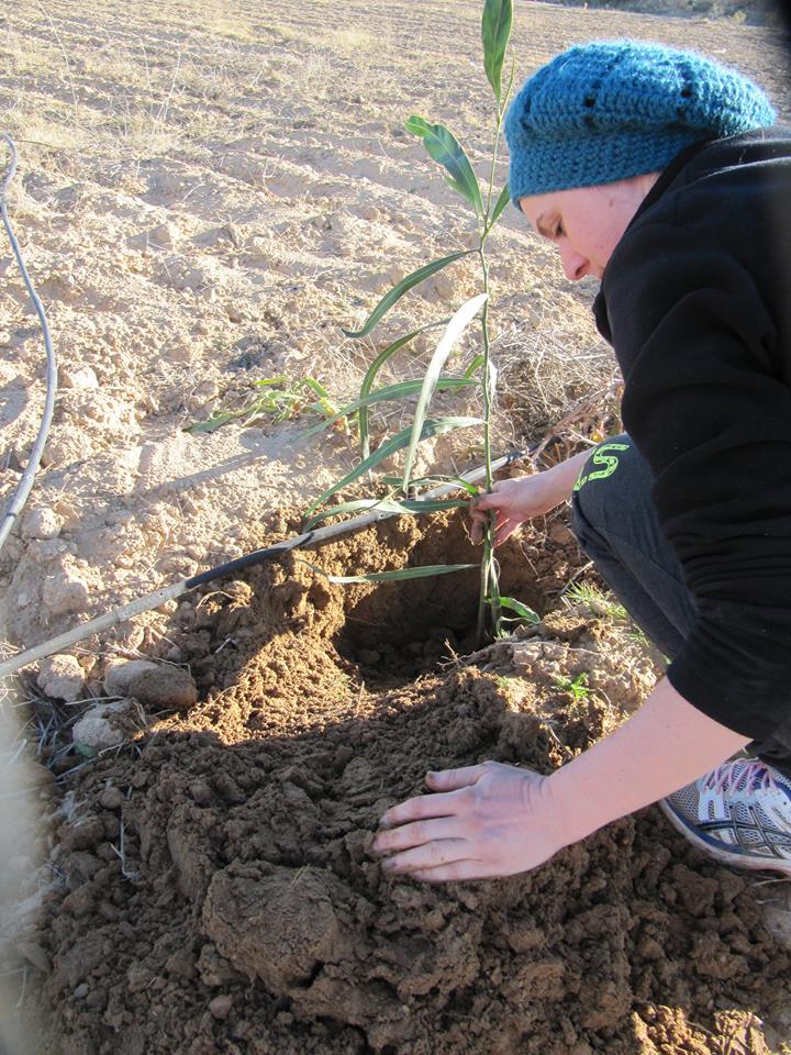 Plantation arbre permaculture tunisie L'ombre du palmier