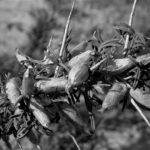 Travailler avec la nature permaculture l'ombre du palmier