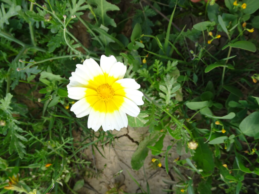 Chrysanthème comestible Chysanthemum coronarium