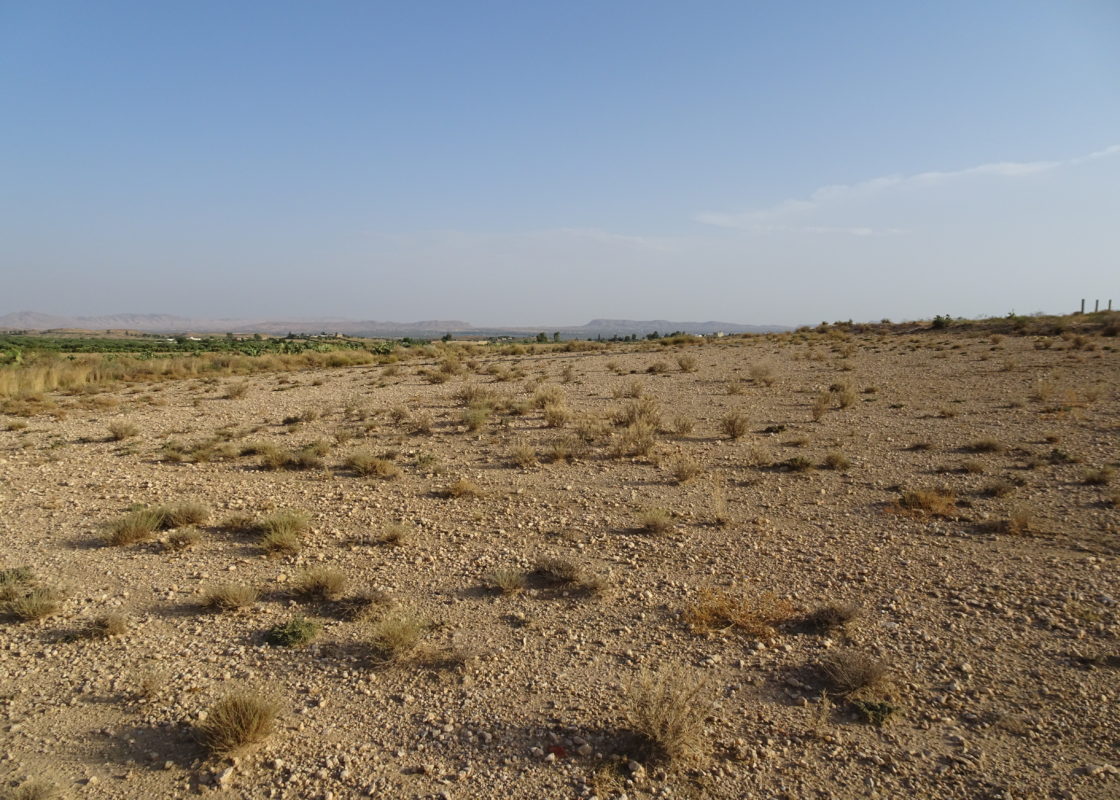 la steppe dégradée