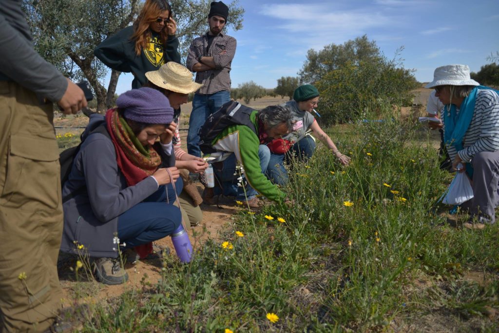 Découvrir les plantes sauvage initiation permaculture