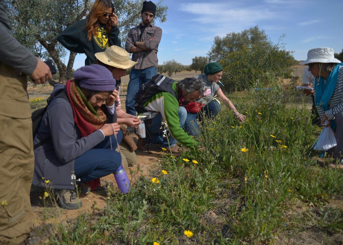 Découvrir les plantes sauvage initiation permaculture