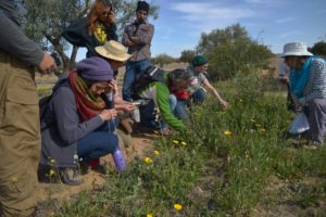 Découvrir les plantes sauvage initiation permaculture