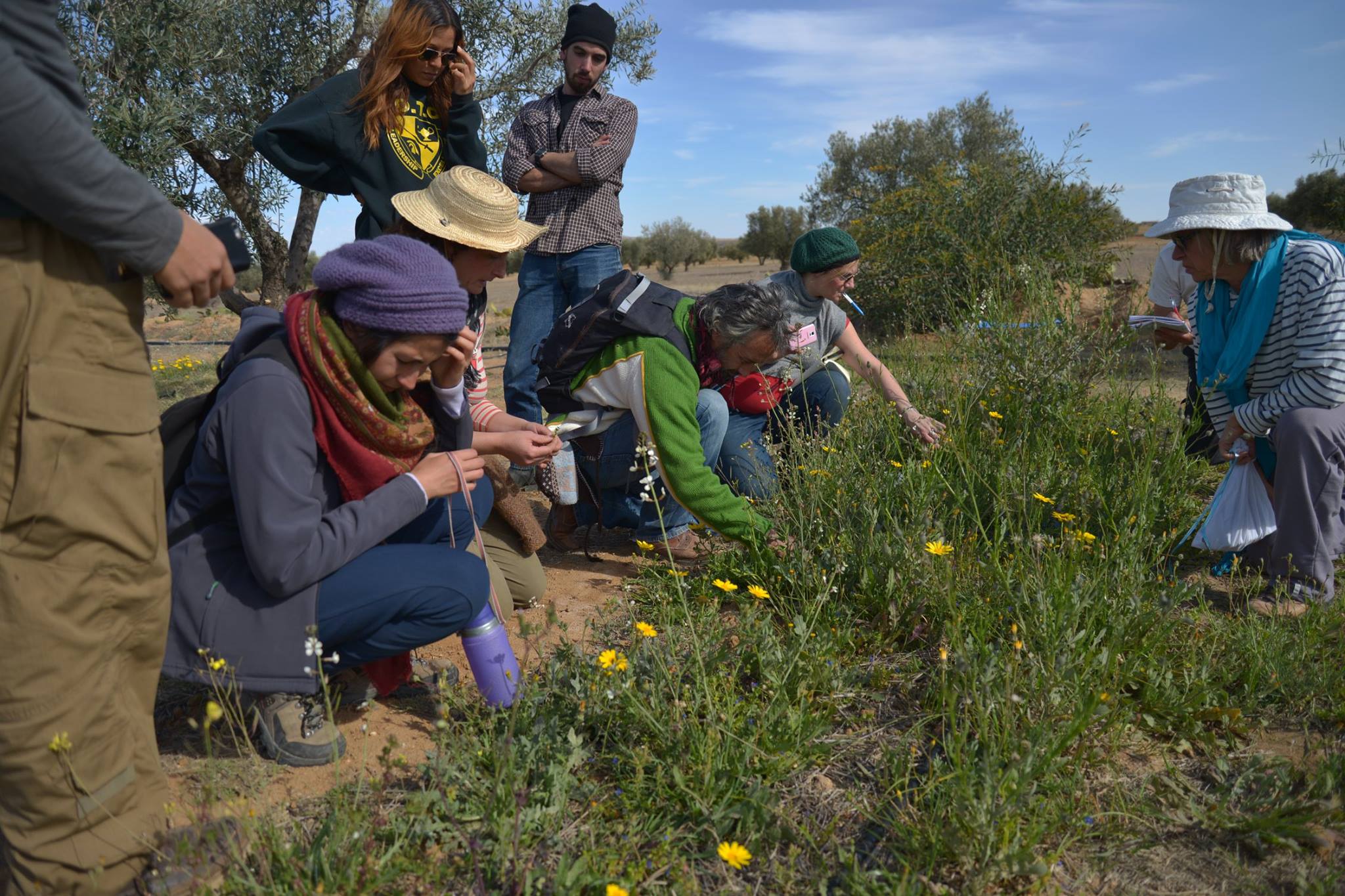 Découvrir les plantes sauvage initiation permaculture