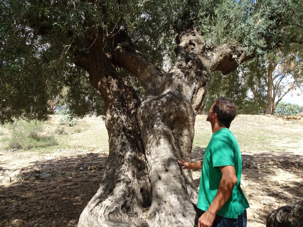 olivier centenaire ballade permacurelle les arbres remarquables