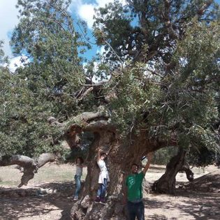 Pistachier de l'Atlas, ballade permaculturelle arbres remarquables