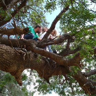 Tronc d'oliver, ballade permaculturelle arbres remarquables