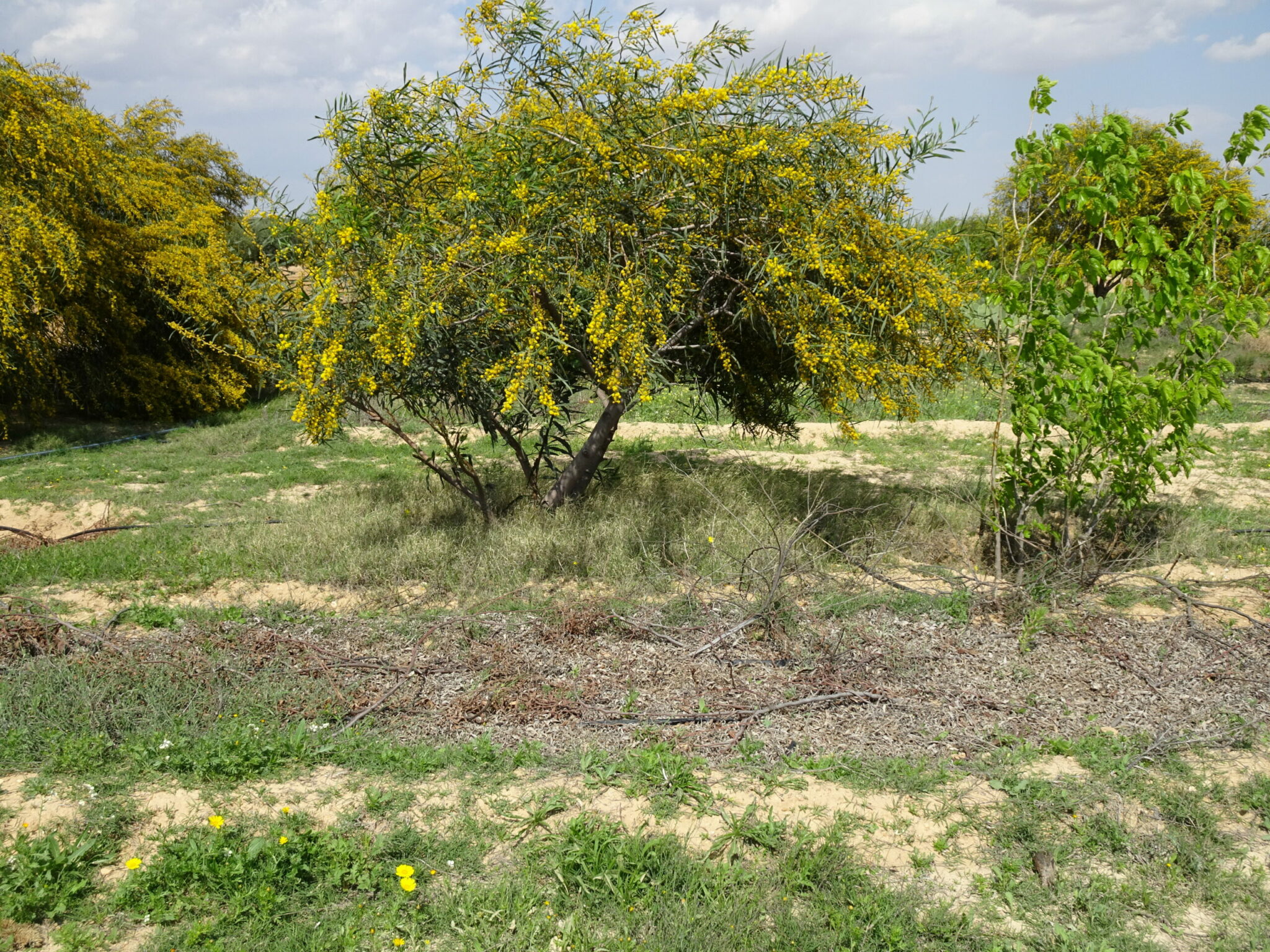 Atelier permaculture, autonomie alimentaire, quelle surface faut-il