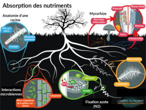 absorption des nutriments