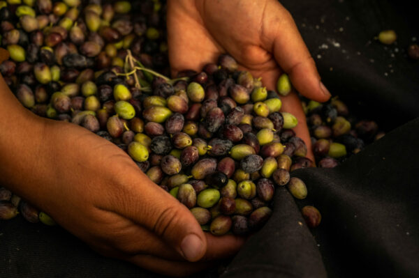 Boutique permaculture Huile d'olive naturelle de Tunisie