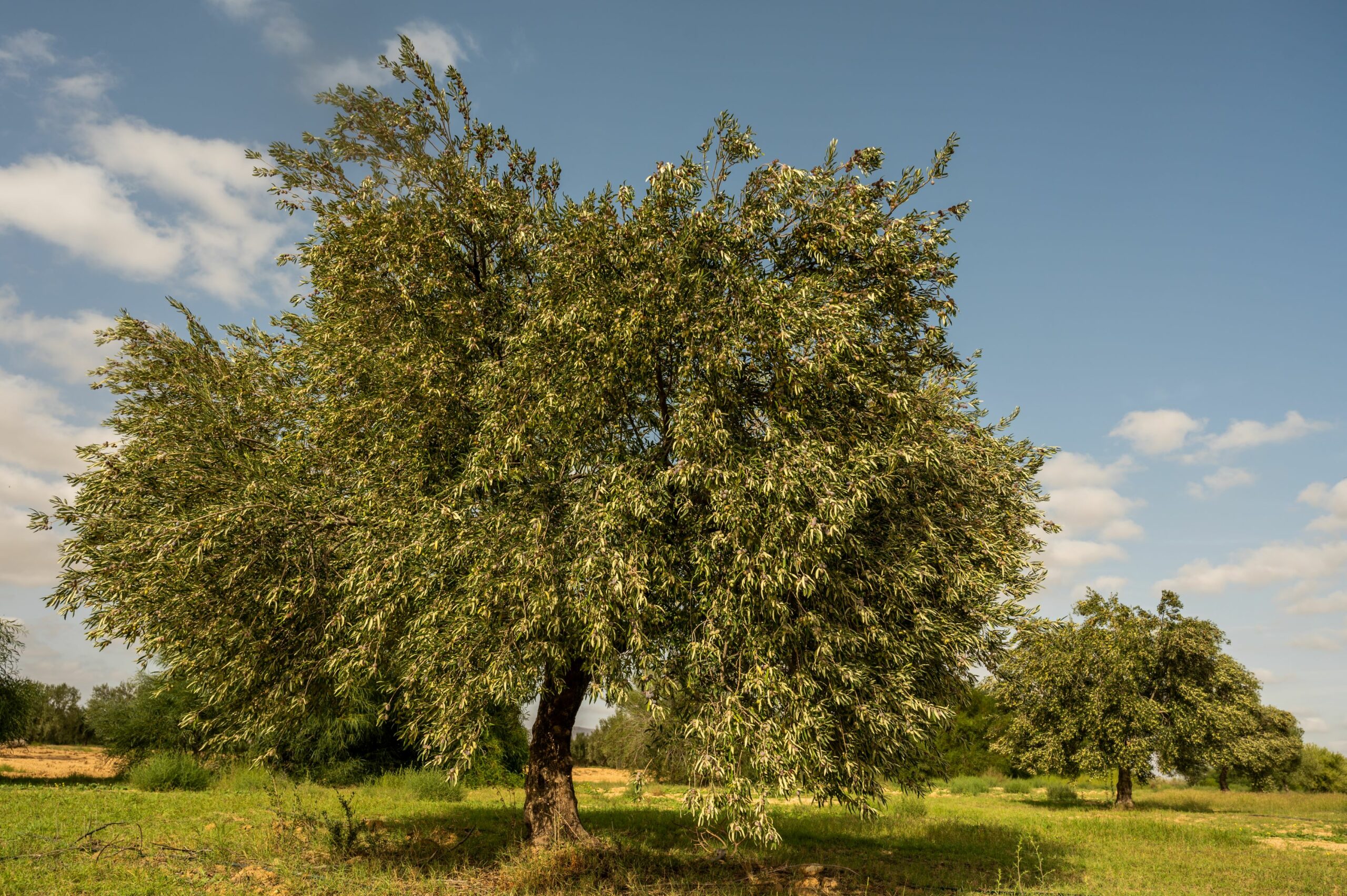 Huile d'olive naturelle de Tunisie – Image 4