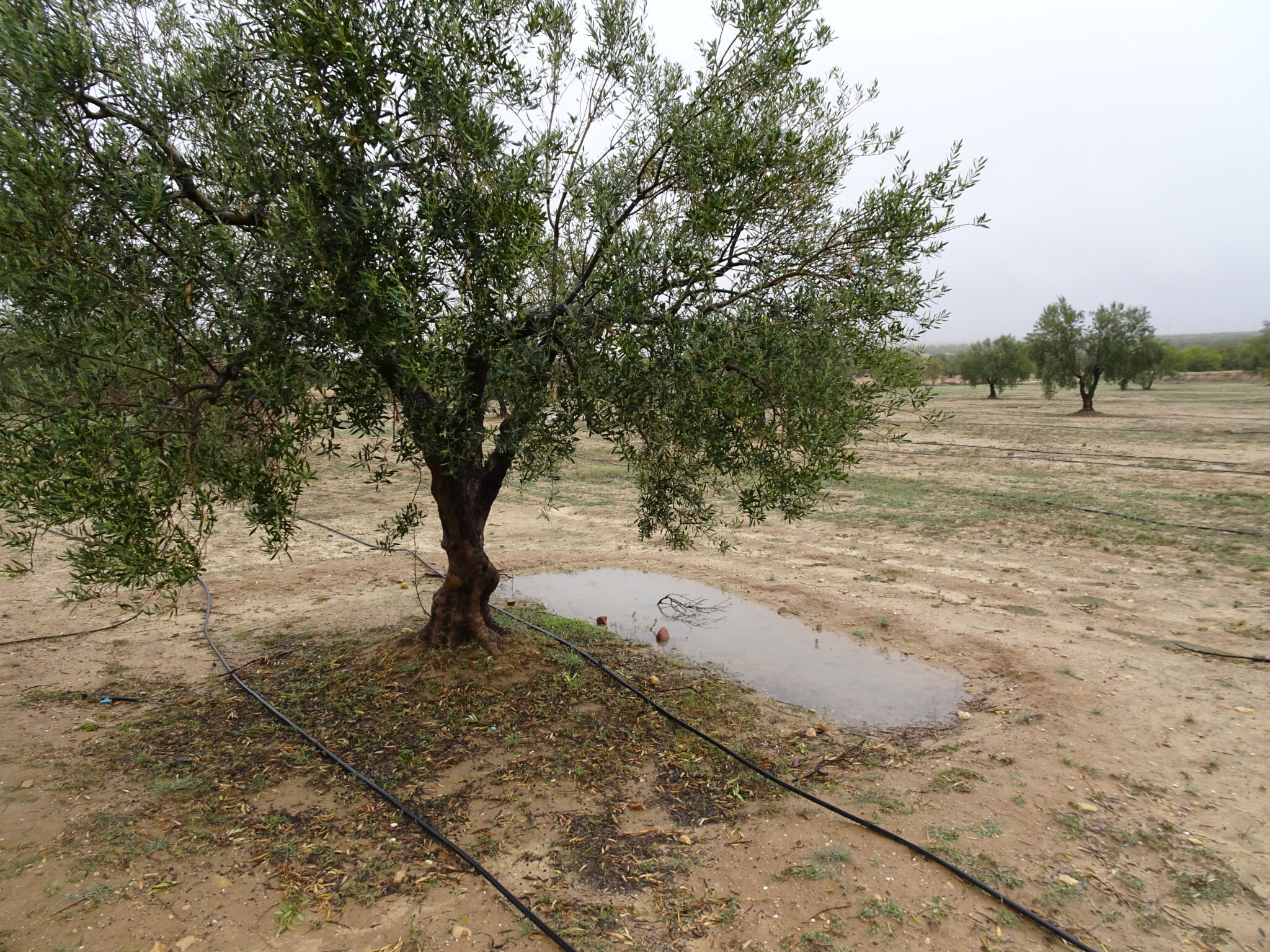 Demi lune pour collecter l'eau et retenir l'eau avec la permaculture
