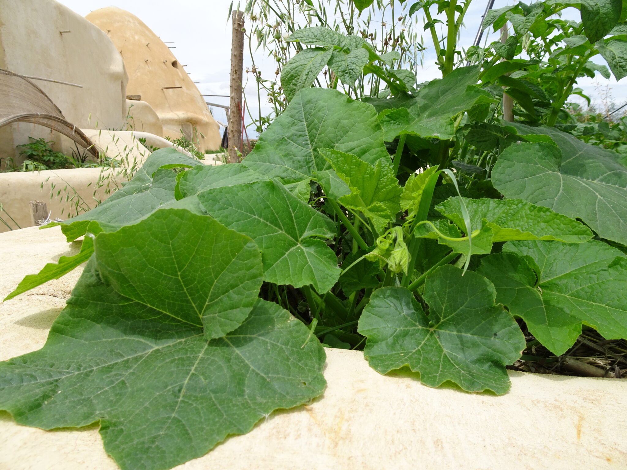 Le potager permaculture débutant