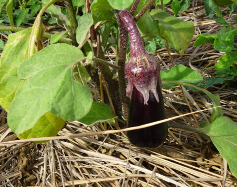 Atelier permaculture, potager naturel, autonomie