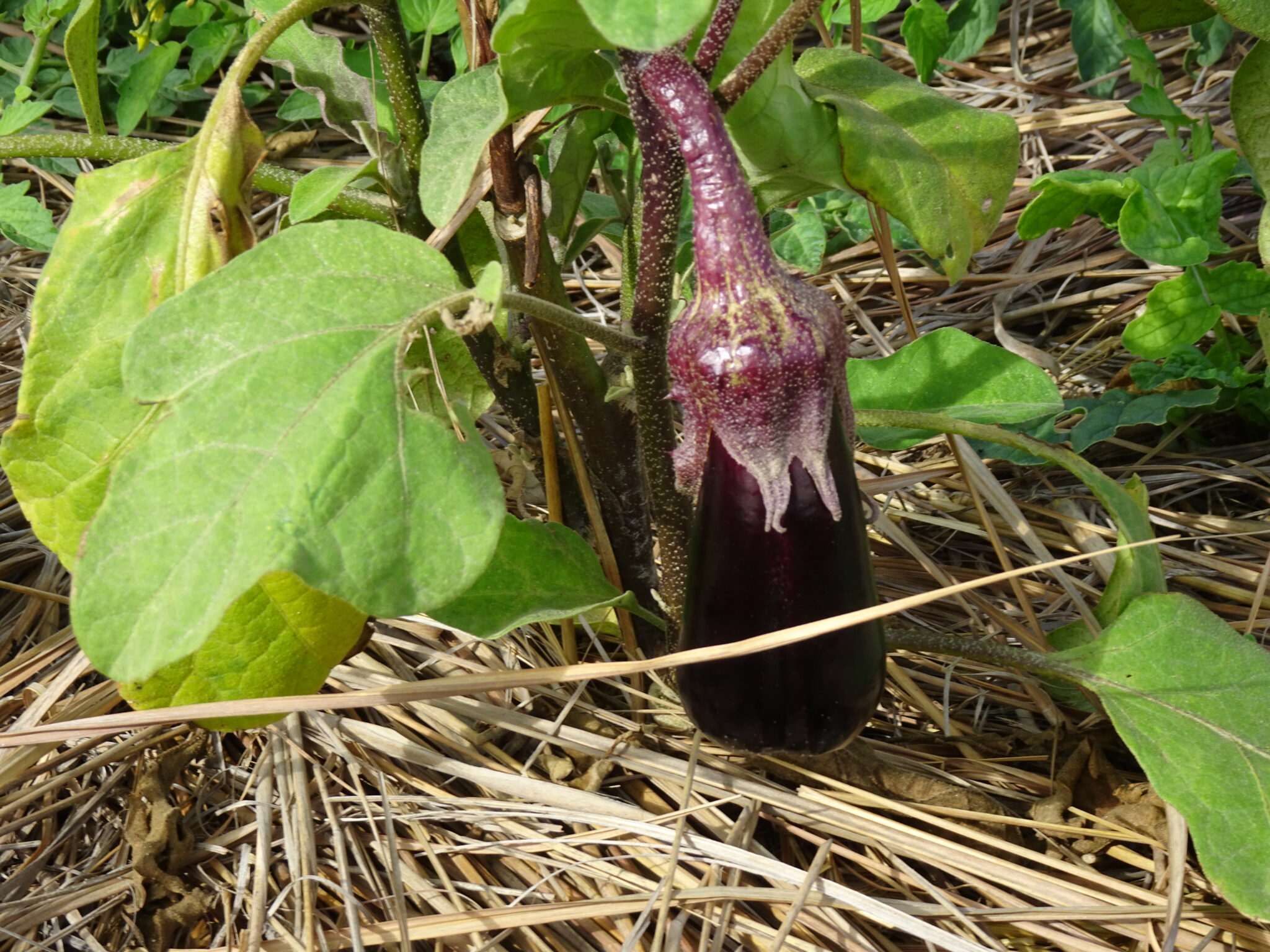 Le potager en permaculture, rotation, succession, association