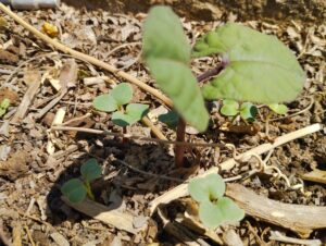 Premier potager permaculture