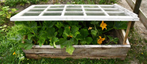Semer les légumes d'été en hiver