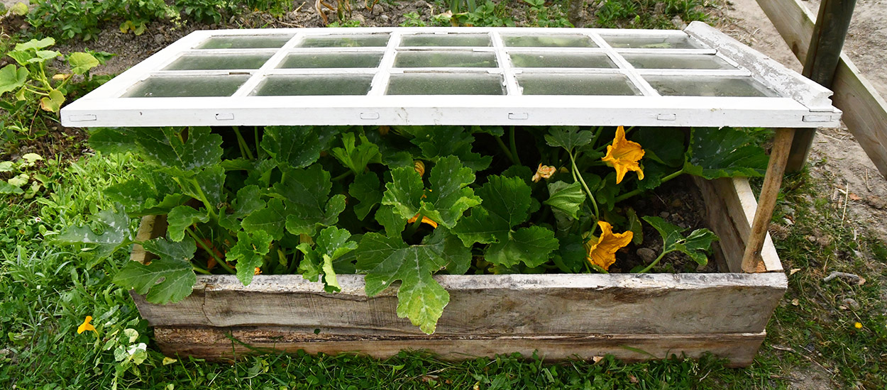 Démarrer les légumes d'été en hiver