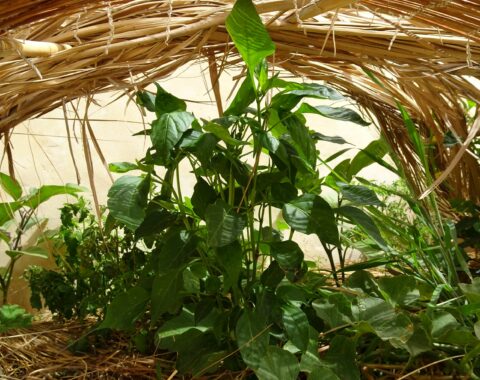 autonomie permaculture