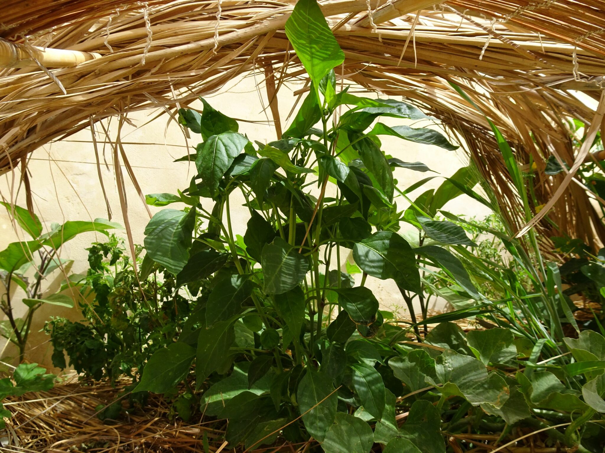 Préparer l'été au potager en permaculture