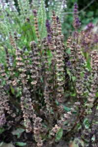 Récolter facilement les graines de basilic