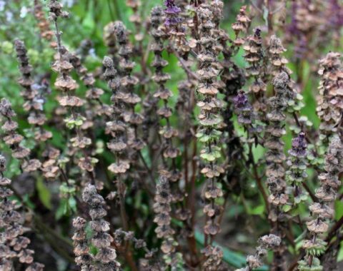 Récolter facilement les graines de basilic