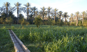 Gabes une oasis à réinventer