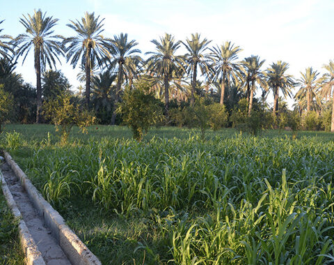 Gabes une oasis à réinventer