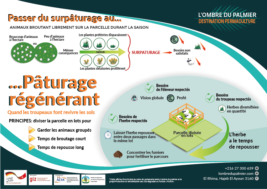 La paturage tournant dynamaique, le moyen le plus rapide d'améliorer la fertilité du sol