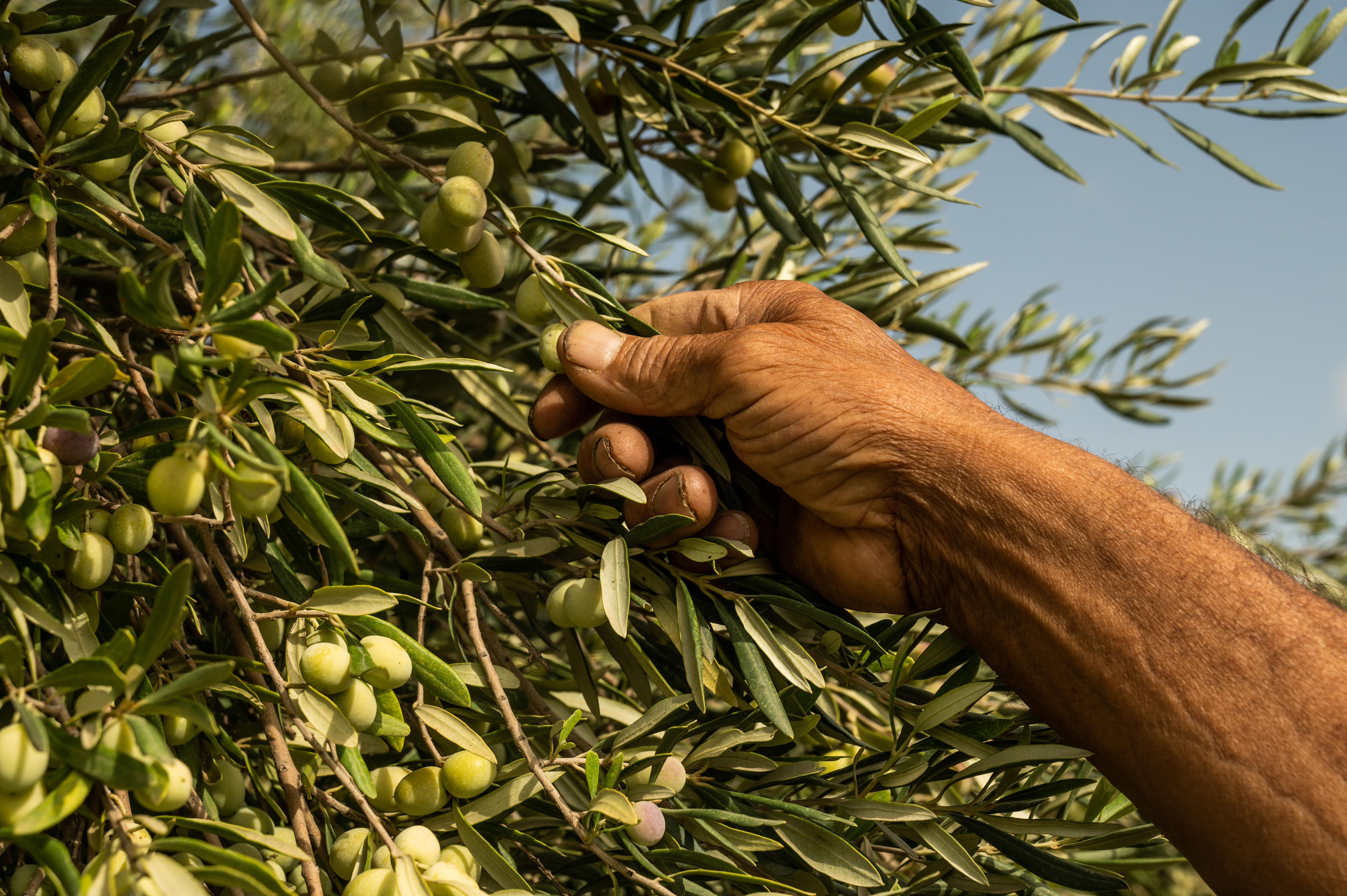 Oliveraie en permaculture, huile d'olive tunisie